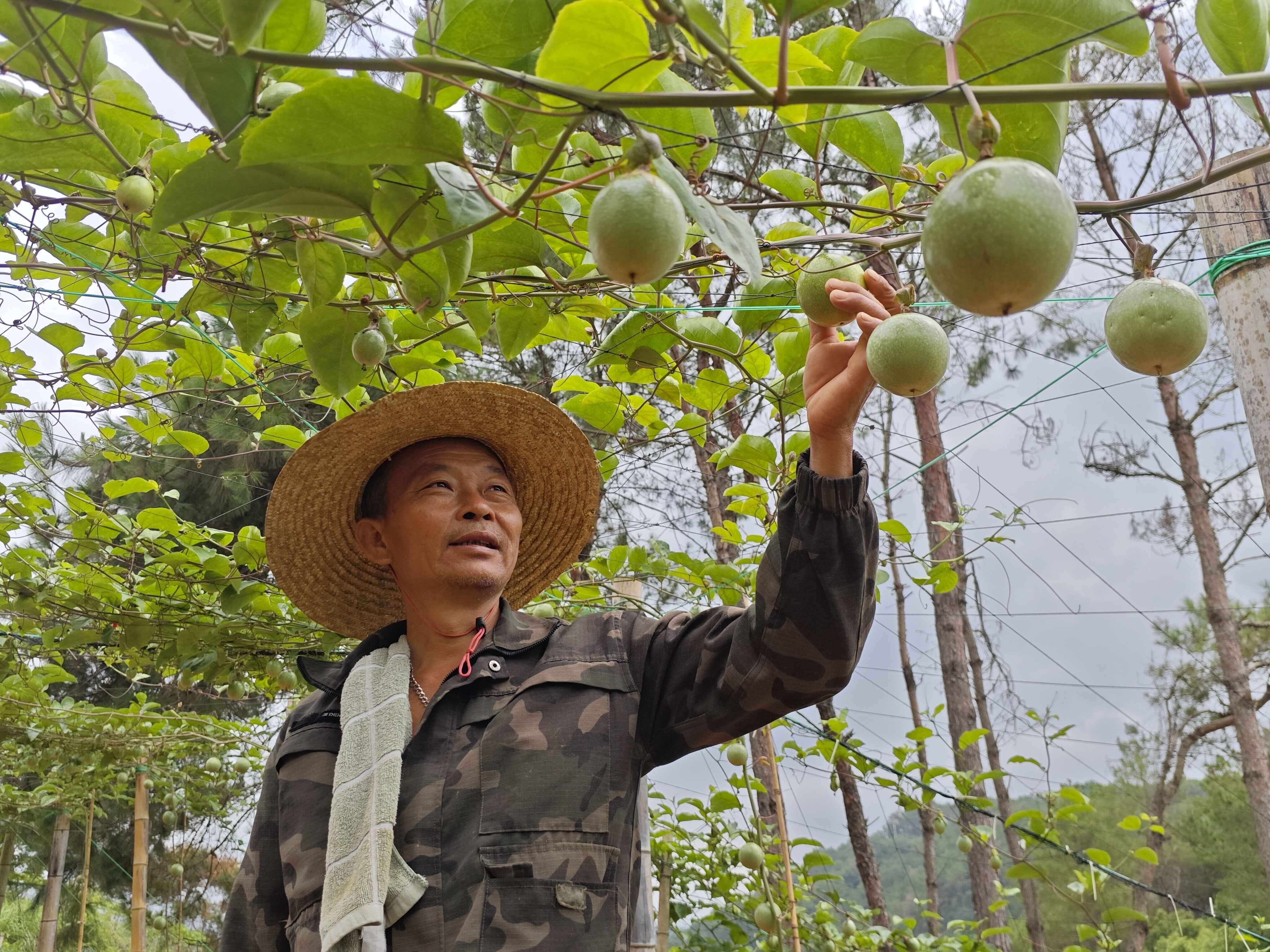 郁南县大方镇：百香果种出“黄金产业”，铺就乡村振兴增收路