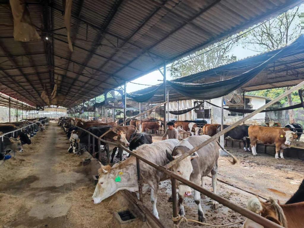 图为福建省漳州市诏安合盛养牛专业合作社养殖场。 （受访者供图）