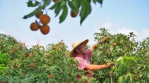 今古齐观 | 高力士·荔枝 今古齐观 | 高力士·荔枝