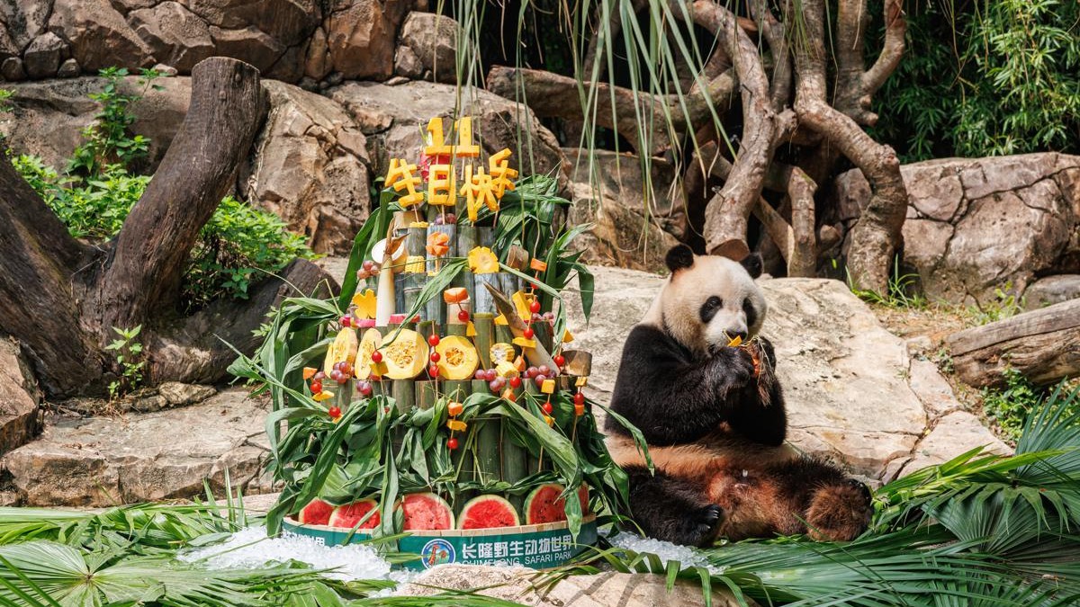World's only panda triplets celebrate 11th birthday in Guangzhou