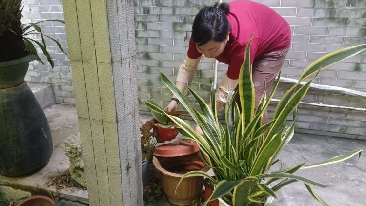 广州疾控提醒：这些区域存在蚊媒传染病传播风险