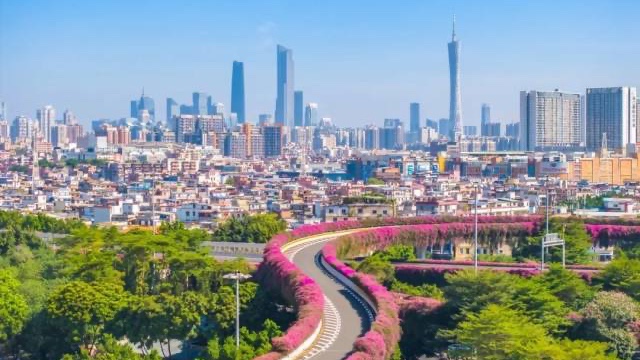 Don't miss Guangzhou's bougainvillea this season!