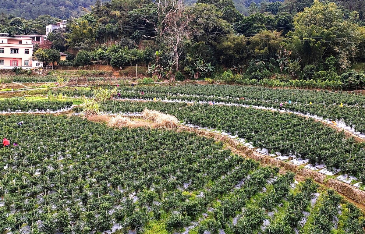 基层“良”策丨郁南县南江口镇“土特产”蹚出乡村致富路