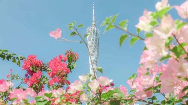 Don't miss Guangzhou's bougainvillea this season!