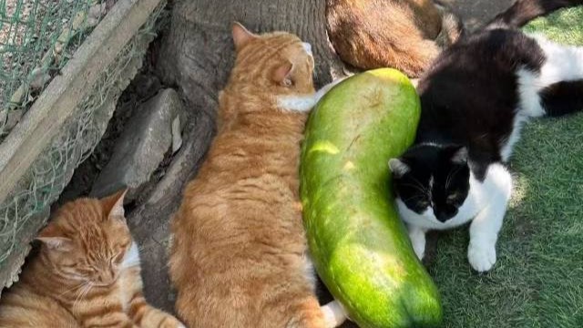 Can sleep with winter melons cool down in summer?