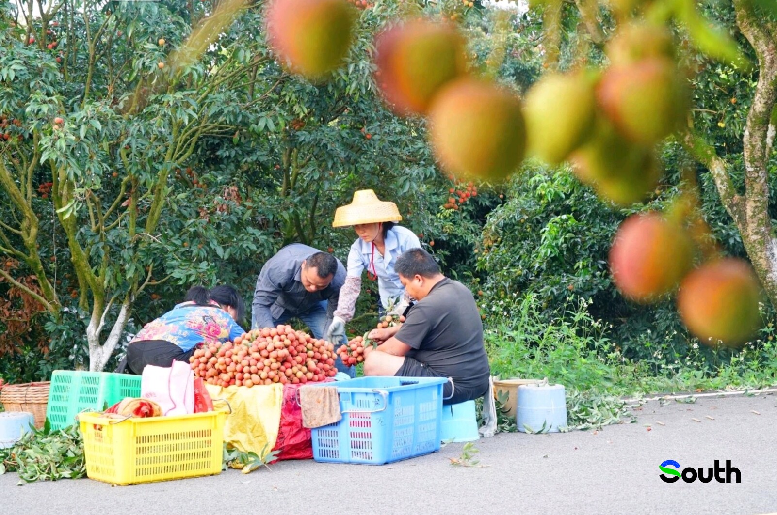 Farmers are harvesting lychees.