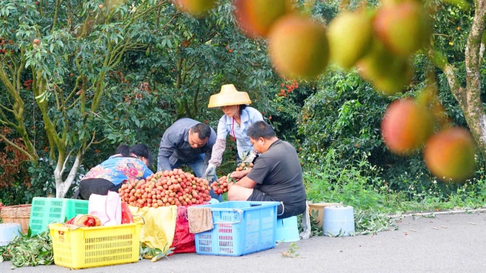 Maoming injects 125m USD in lychee loans to boost rural growth and trade
