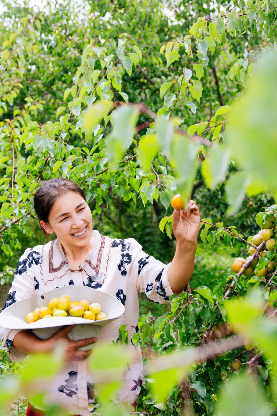 果农正在开心地采摘木亚格杏。
