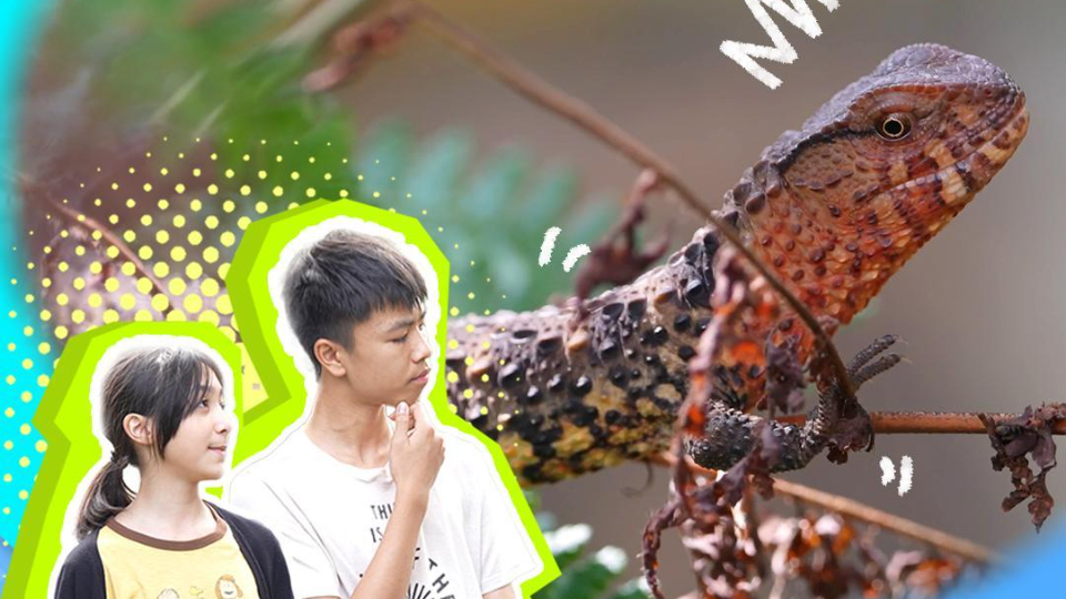 Amazing Species | Chinese crocodile lizards: an ancient and mysterious reptile
