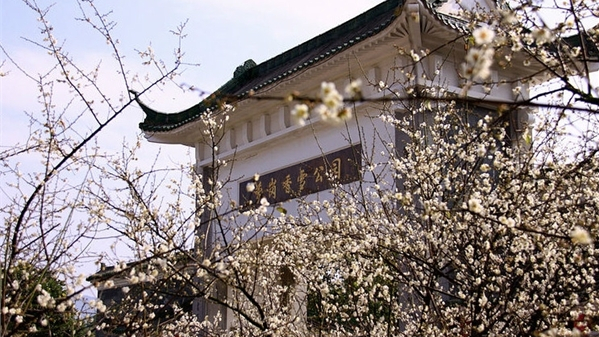 Guangzhou's premier plum blossom spots reach peak bloom