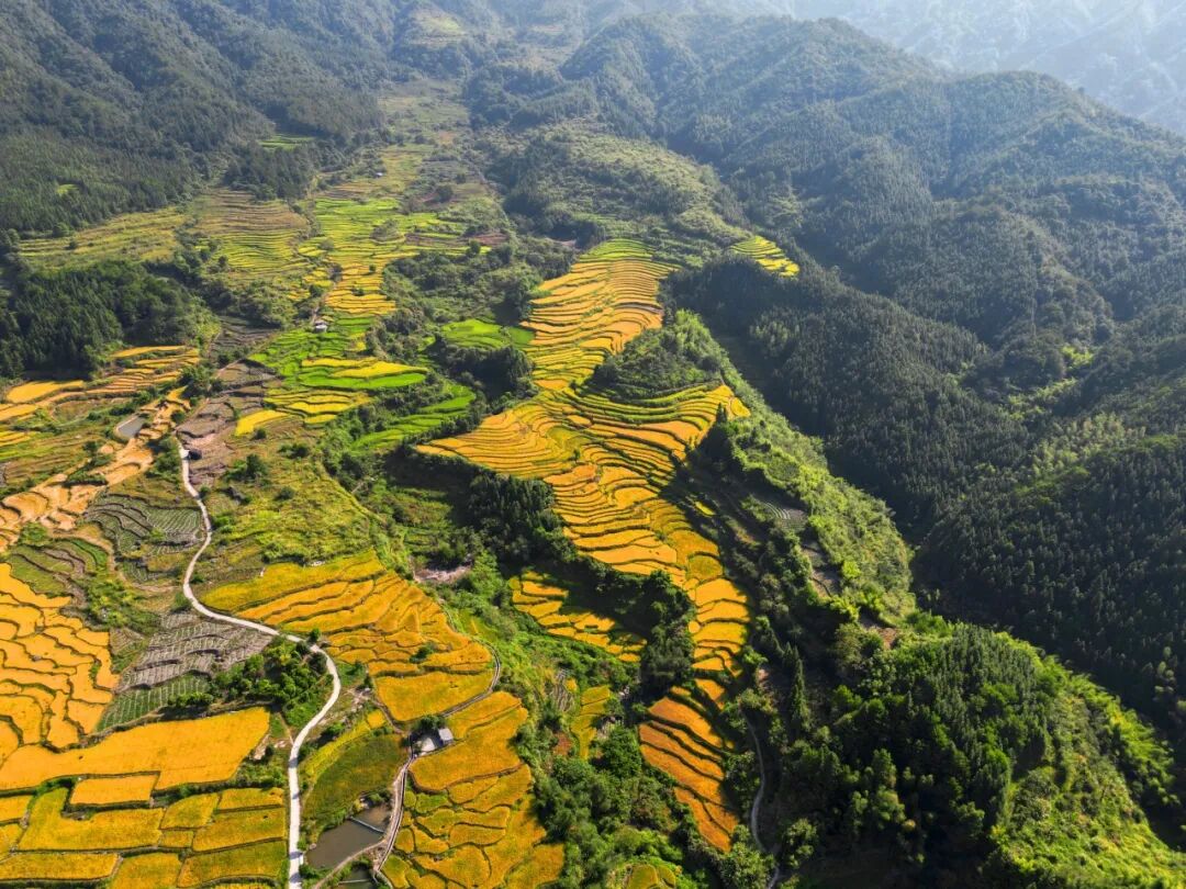 永和镇大力发展丝苗米种植 (来源:永和镇人民政府)