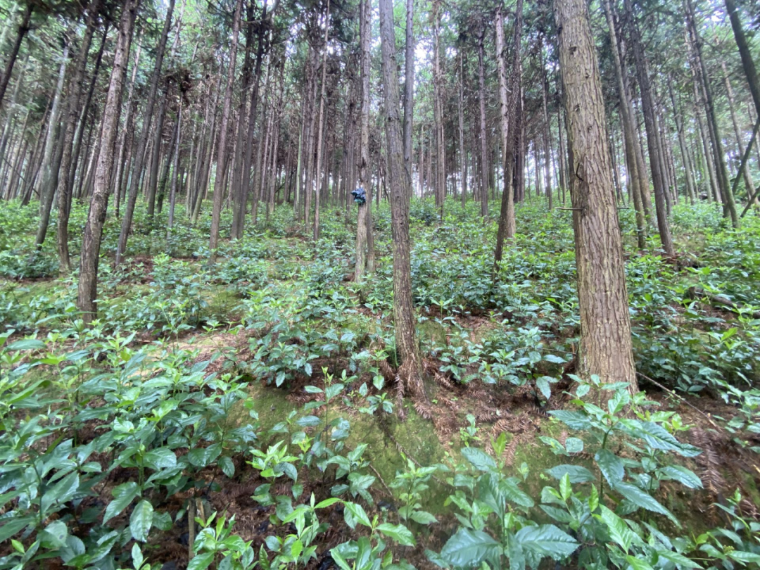 草珊瑚种植基地(来源:永和镇人民政府)