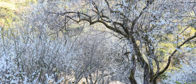 图/广州石门国家森林公园