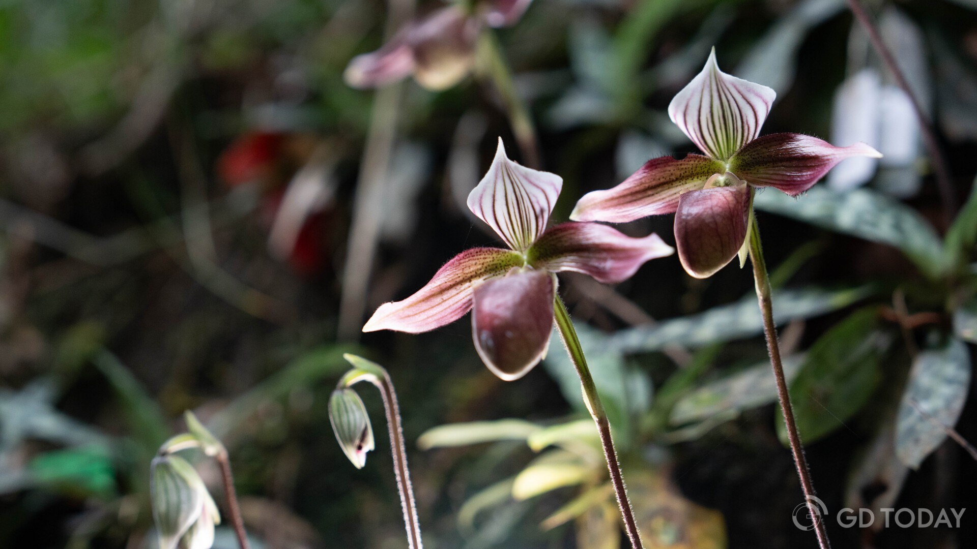 Rare orchid enters peak bloom season amid conservation efforts