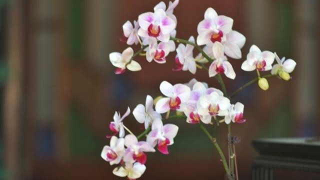 A glimpse into the unique charm of orchids at Yuyin Shanfang!