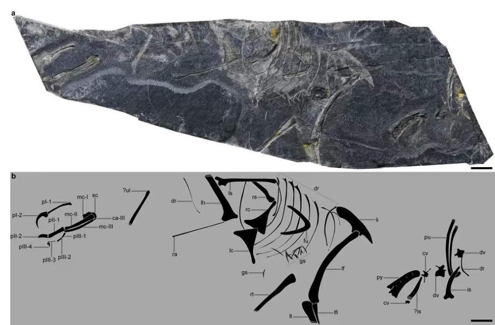 World's oldest bird fossils of <em>Baminornis zhenghensis</em>  Photo: CCTV