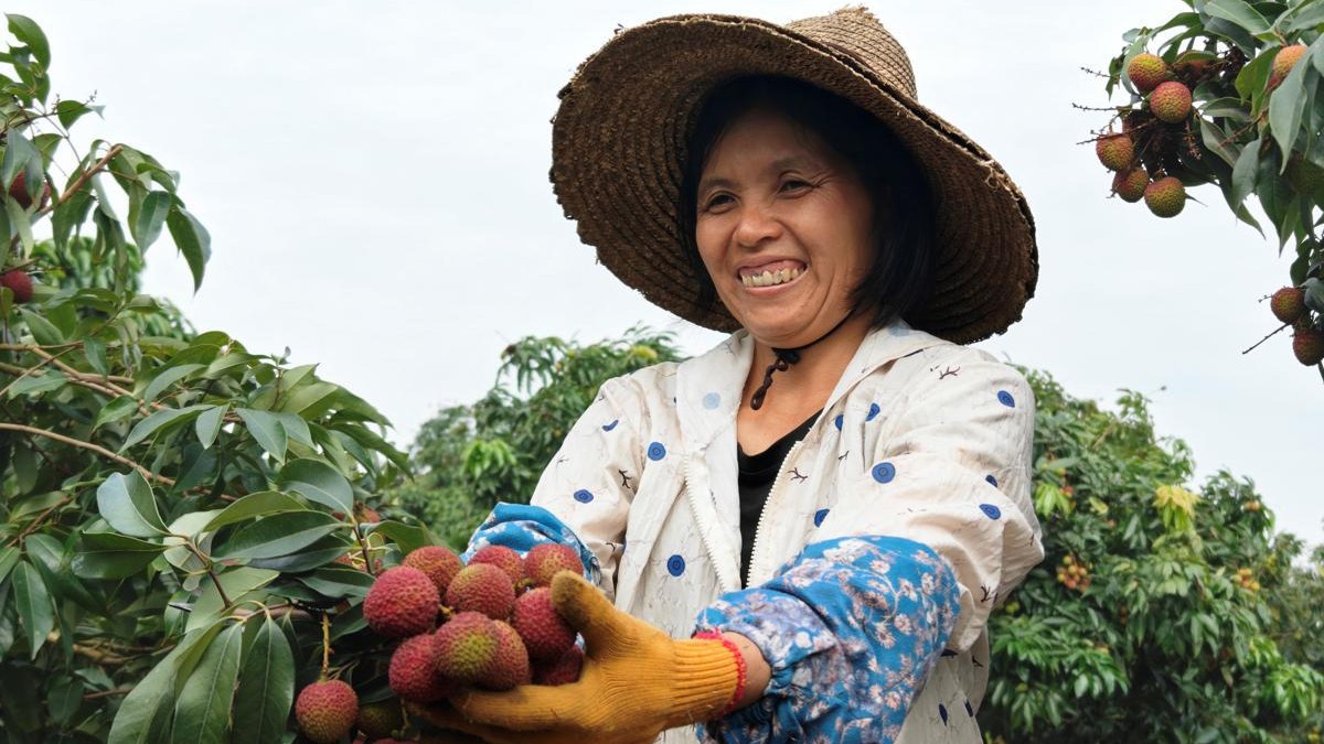 Guangdong launches fast-track lychee distribution system