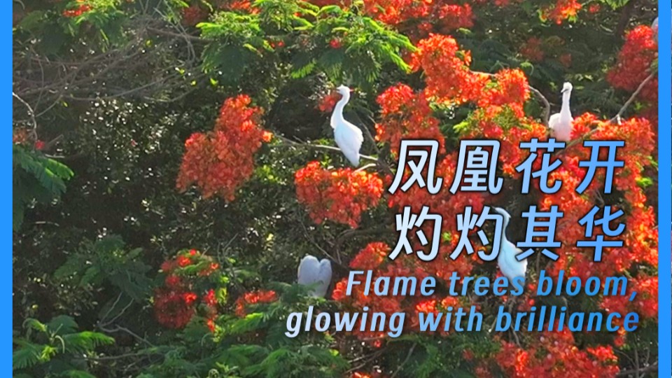 Flame trees bloom, glowing with brilliance