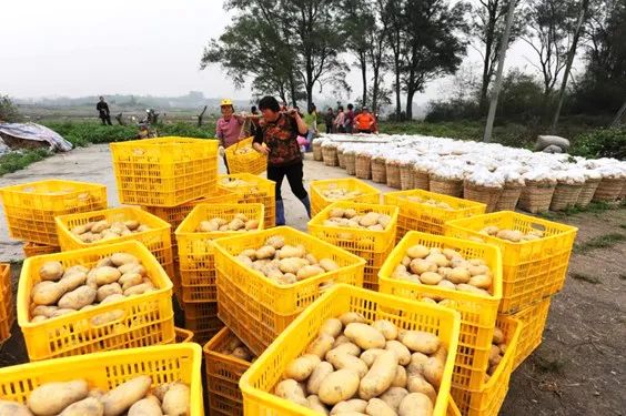 马铃薯丰收上市。（图源：良西镇党政办）
