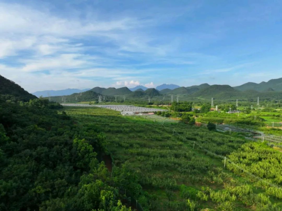 　　连州水晶梨种植基地。