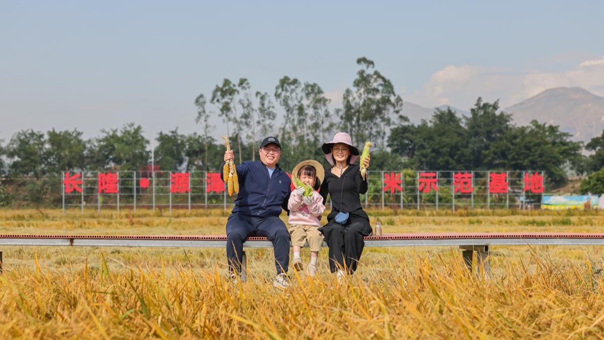 Rice harvest event showcases animal manure fertilizer program in Guangdong
