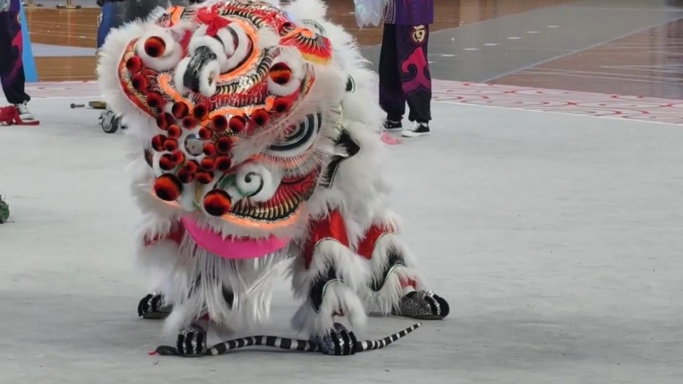 视频｜萌狮捉蛇！厉害