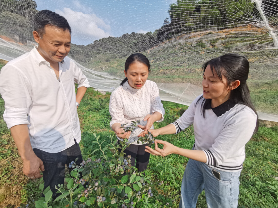 云城河口街：蓝莓丰收挂枝头 “莓”好生活有甜头