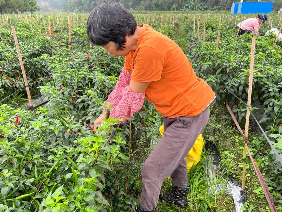 撂荒地变宝地！新兴六祖镇这条村的辣椒迎丰收