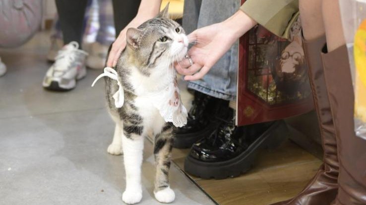 La Chine lance un service pilote de transport d'animaux domestiques à bord de trains à grande vitesse