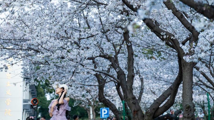 Floraison dans des campus chinois