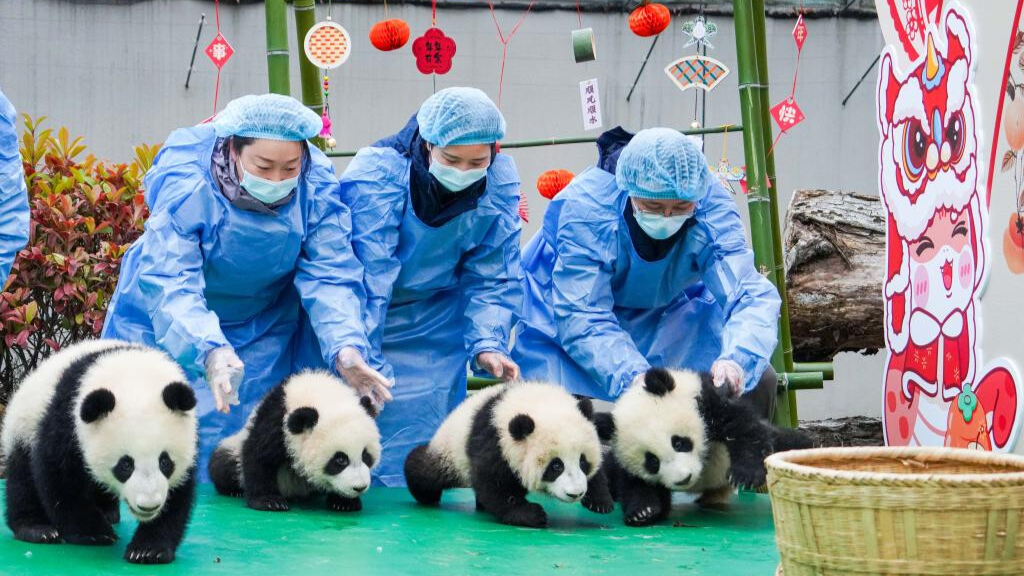 Panda cubs send Spring Festival greetings from southwest China