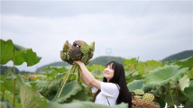 视频|连山永和:“莲蓬”孕育振兴路 视频|连山永和:“莲蓬”孕育振兴路