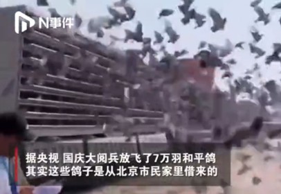 国庆的7万信鸽，是从市民家里借来的