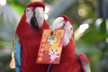 深圳动物园：萌动物也有专属的“新年利是”