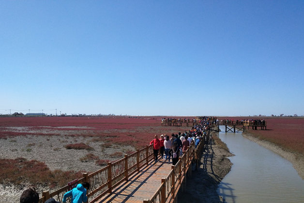 【新时代东北振兴】湿地之都盘锦，一起打卡红海滩！