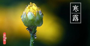 今日寒露，秋菊正艳，试试这道羹