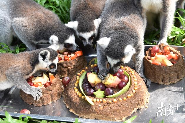 大象吞食10公斤“草料月饼“……动物这样过中秋