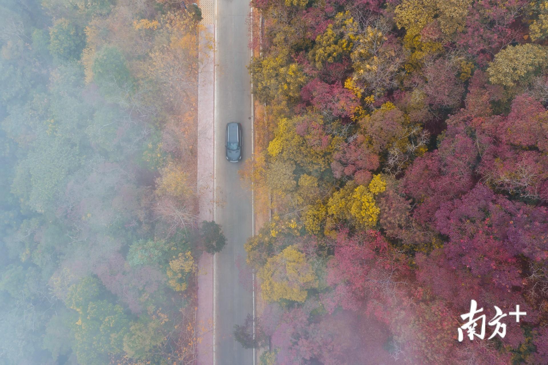 12月24日，位于从化的石门森林公园忽然雾气升腾，从高处往下看，雾中的红叶别有一番韵味。阿基 摄