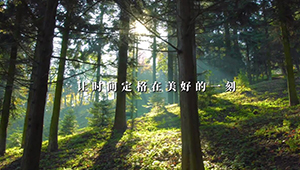 森林防火宣传片—生态篇