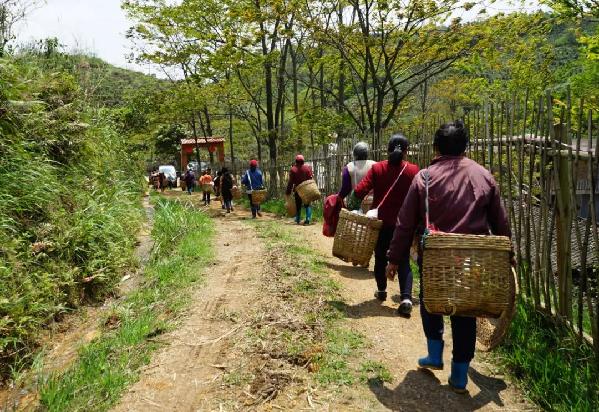 清远阳山：千亩茶园吐绿，阳山采茶大军出发！