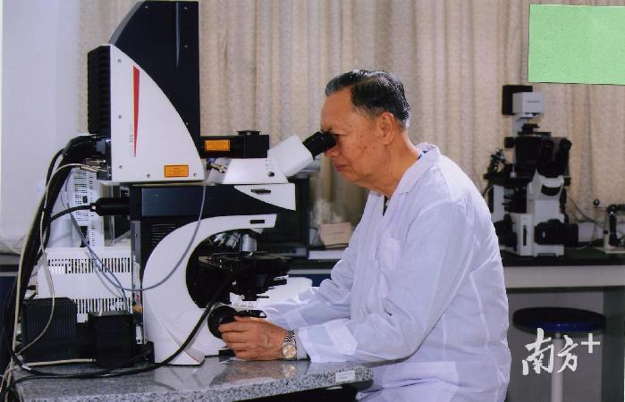 卢永根在水稻试验田观察水稻。摄于2000年6月。华南农业大学供图