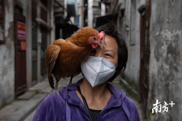 4月10日，汉来广场旁一社区内，一位市民正逗玩自己养的宠物鸡。