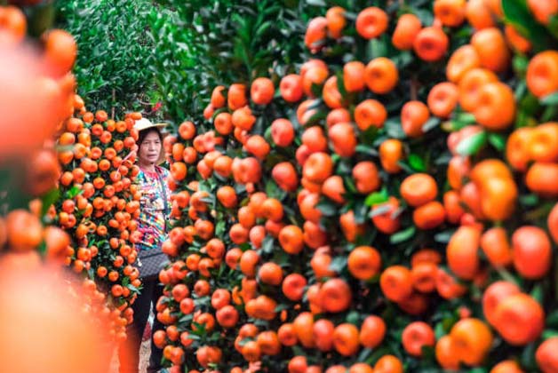 南方拍客看广东｜一周精选 春节已近