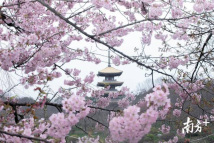 武汉的樱花开了，我们静静等着春天到来