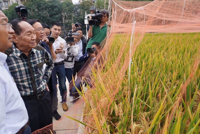 第三代杂交晚稻亩产突破1000公斤袁隆平很满意