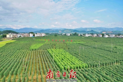 1949—2018，广东省农林牧渔业总产值增长23.7倍