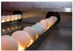 拼多多获广东农博会“突出贡献”奖 助力广东农特产走向全国