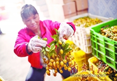 清远农产品“触网”销售火爆 近4年年均增长率超过150%