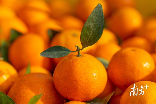 俏皮可爱的橘子如冬日的一抹暖阳。蓝东旭摄