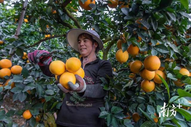 11月19日，平远脐橙已正式开园上市。